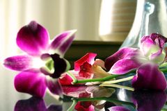 Immagine profilo di orchideazero1